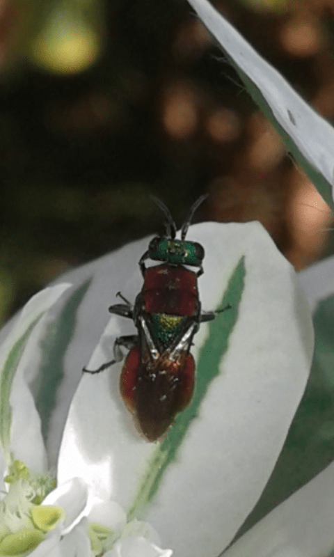 Hedychrum sp. (Chrysididae)?